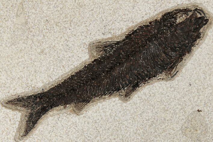 Fossil Fish (Knightia) - Green River Formation #189281